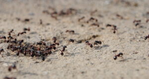 Kokkutuleku osalejatel hea teada!