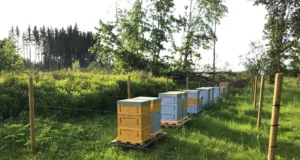 Keskkonnaamet lubab sel aastal küttida 94 karu