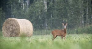 Suurkiskjate arvukus on viimase kümnendi rekordtasemel, kuid metskitsel oluliselt langenud