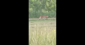 VIDEO! Ilves tuli niitjat uudistama