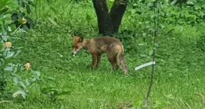 VIDEO! Heinamaarjapäeval käis külas rebane