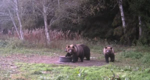 Augusti lõpuks on kütitud 69 karu