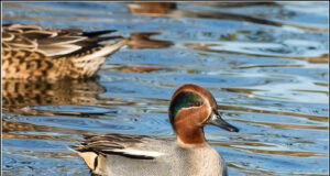 20. august algab veelinnu jahihooaeg