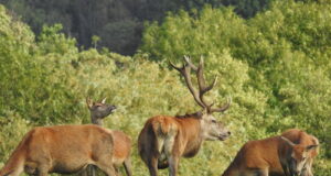 Hoogne plaan: jahitrahvid sajakordseks!
