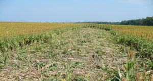 Jahises on võimalik fikseerida karu kahjustusi