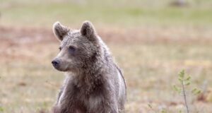 Rootsis algas karujahihooaeg, välja jagati 486 luba