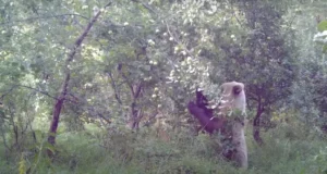 VIDEO: Karu käis õunaraksus