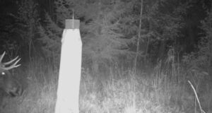 Põdrapullid valmistuvad jooksuajaks