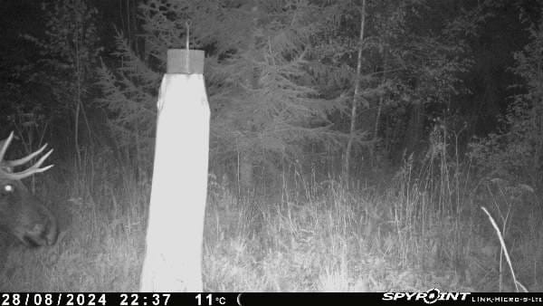 põdrsarved viljandi