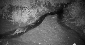 Kass jälitas saarmat