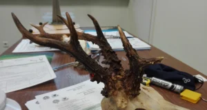 Möödunud jahiaasta trofeede mõõtmistulemused