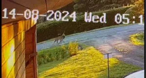 Haruldased kaadrid: Hunt tassis Uulu külas jahisaaki