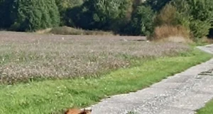 Ilves uudistas tee ääres