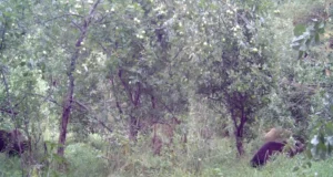 Karudel on käimas nuumaaeg