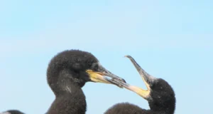 Ornitoloogiaühing vaidlustas kormoranide letaalsed toitumisuuringud