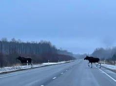 Sügis toob metsloomad maanteedele