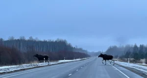 Soome metsandusekspert: teeäärsed kaasikud vähendaksid ulukiõnnetusi