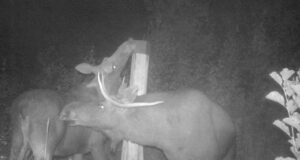 PILTUUDIS! Põtrade pulmad on täies hoos