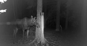 Põdra sarvede puhastamise hetk jäi kaadrisse