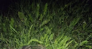 Võrumaal kütiti purgis kährik