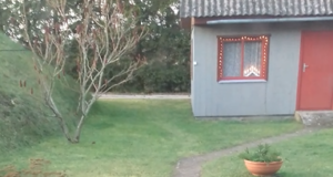 Riias hakatakse linnaloomadele erandjuhtudel jahti pidama