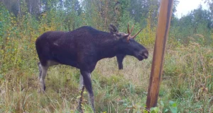 Tahkurannas jäi kaamerasse õnnetu sarvekasvuga põder