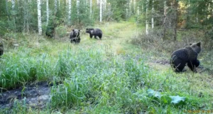 PILTUUDIS: Kullaveres toimetab viis karu