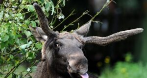Viidike isemoodu põder Foto: AFP