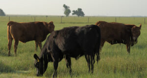 Hundid on talunikul tänavu ära söönud üle 20 vasika