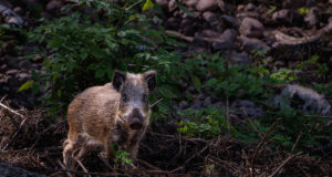 Aasta algas uute seakatku leidudega, loomi kütitakse nii palju kui võimalik