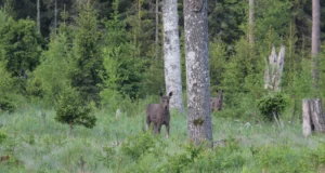 Kaasaegne tehnoloogia hakkab jälgima põtrade liikumist