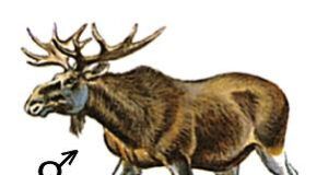 Põdrapäev Valgamaal 08.novembril 2024 kell 9