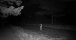 VIDEO: Kassil käis külaline metsast