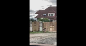 VIDEO: Ilves käis Reola küla vahel