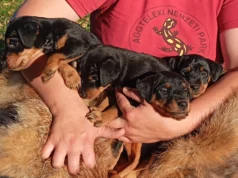 Uut kodu ootavad jahiterjeri kutsikad