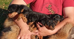 Uut kodu ootavad jahiterjeri kutsikad