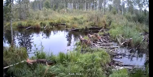 kolga-jaani hundikari