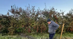 Jõhvi külje all langes lambakari huntide saagiks