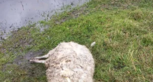 Eero Praks: Eesti lambakasvataja tegelik vaenlane on inimlik lollus, mitte hunt