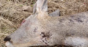 Võrumaalt leiti põllult ilvese saagiks langenud metskits