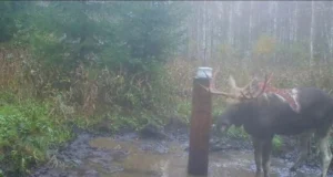 Karud ründavad aina sagedamini põtru