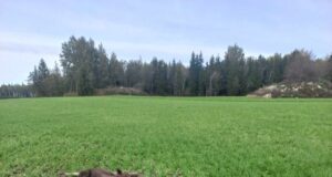 Hundid murdsid põdravasika ja lamba