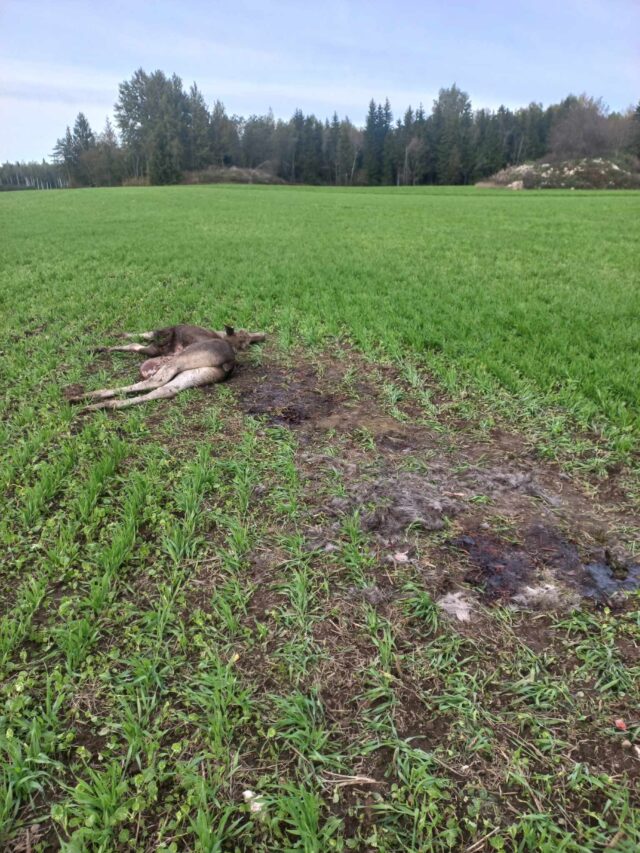 põdravasikas huntide saak