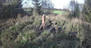 Tartumaal käis hundikari soolakul