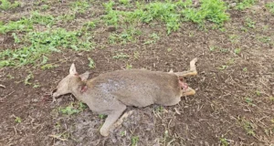 Viljandimaalt leiti ilvese murtud metskits