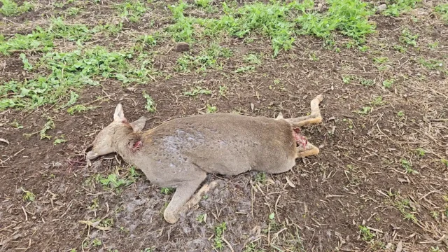 viljandi murtud metskits