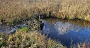 Karisto ojast eemaldati kopra paisud