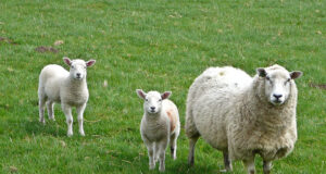 Võrumaa talunik: huntide külaskäikude tõttu lambakasvatus enam ära ei tasu
