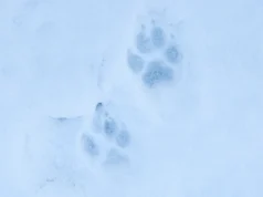 Seekordse hundijahi käigus kütiti 119 hunti – täiendatud 7.03 kl 12