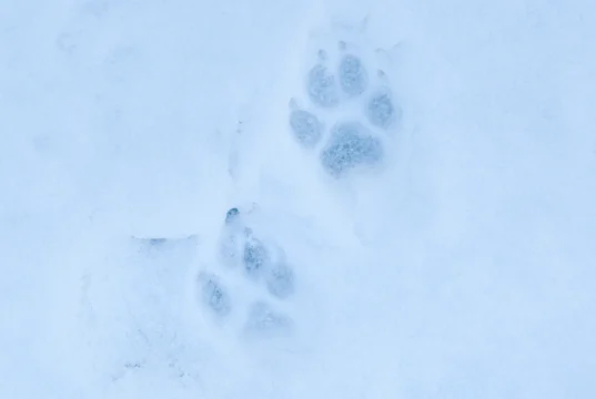 Seekordse hundijahi käigus kütiti 119 hunti – täiendatud 7.03 kl 12